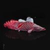 مدل سه بعدی ماهی آراپایما (stl)